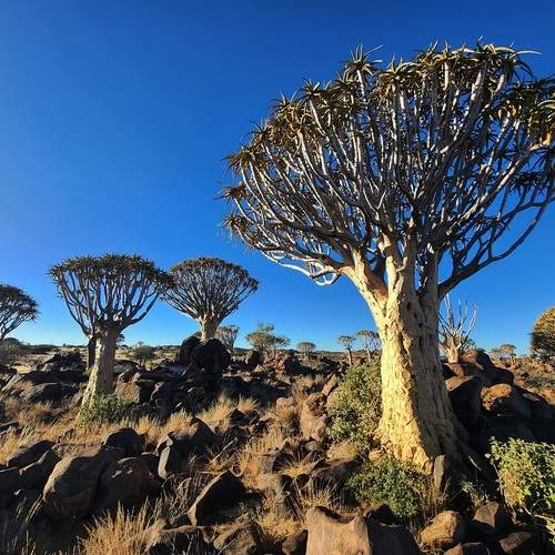 Quiver Tree Forest