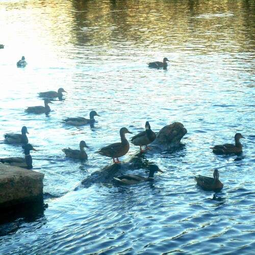 Photo #13400642