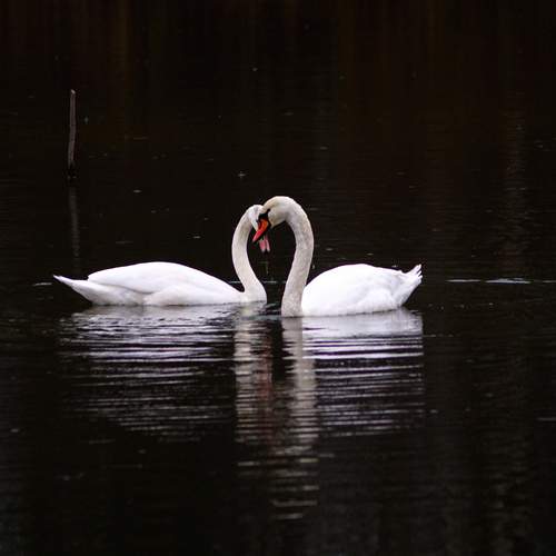 Photo #13401548