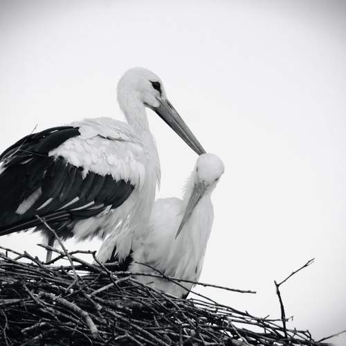 Нежная забота