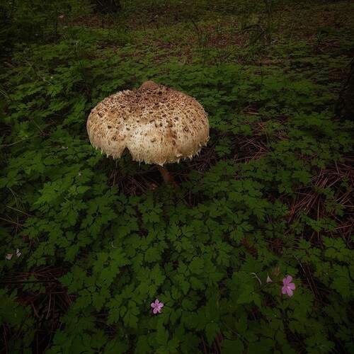 Parasol.