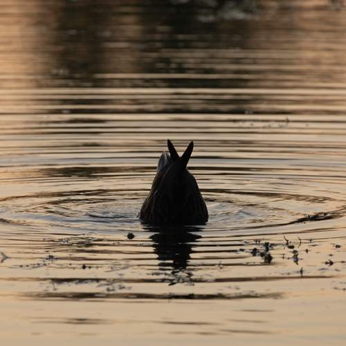 Photo #13402104