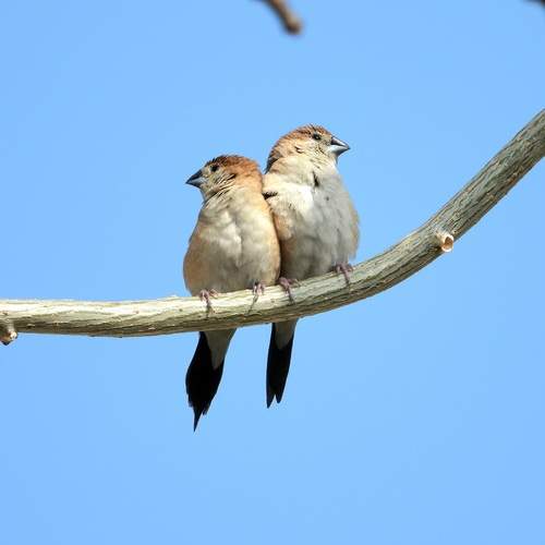 Love made for each other,Finches paere