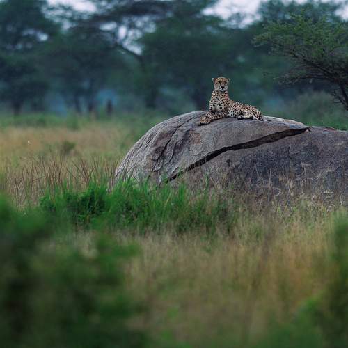 the one eyed torpedo