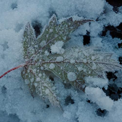 Photo #13403002
