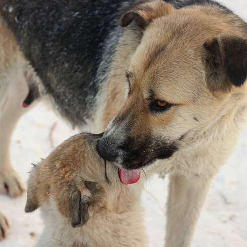 Мамина любовь