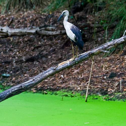 Фотография #13403489