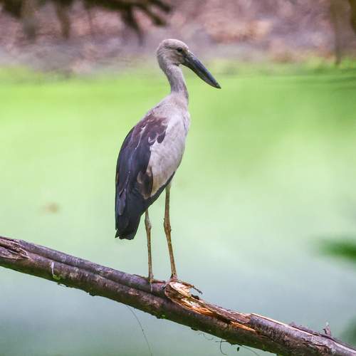 Фотография #13403530