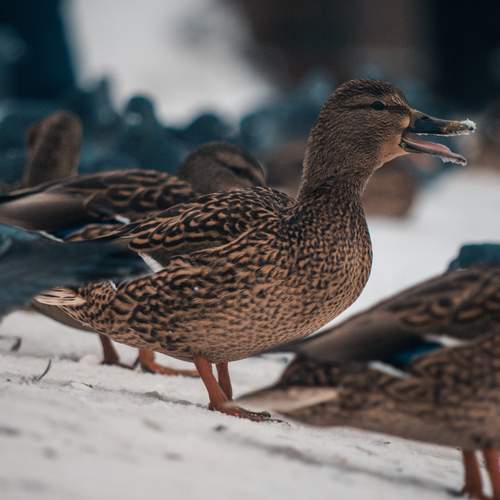 Photo #13403867