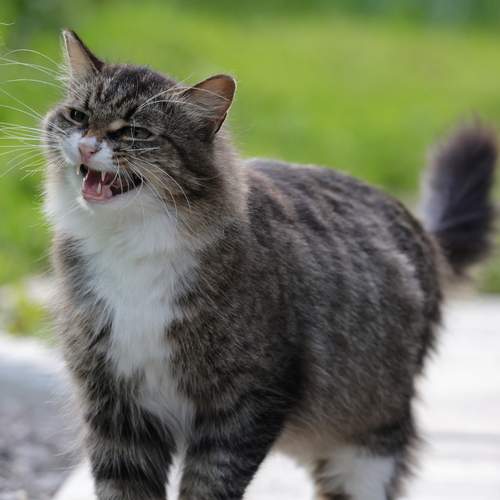 Photo #13405764