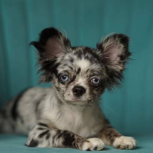 Photo #13405834