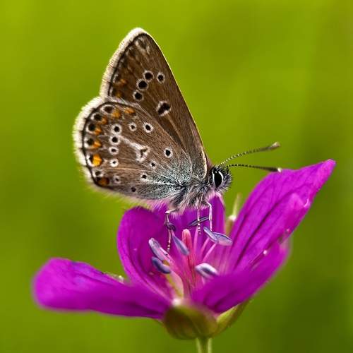 Photo #13406268