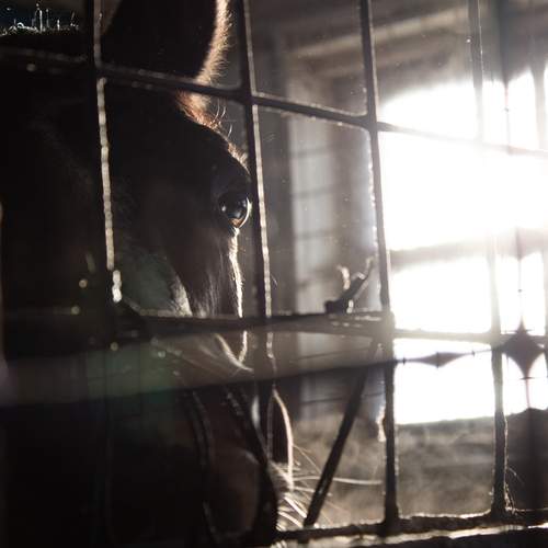 Photo #13406300