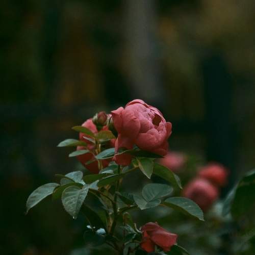 Photo #13410613