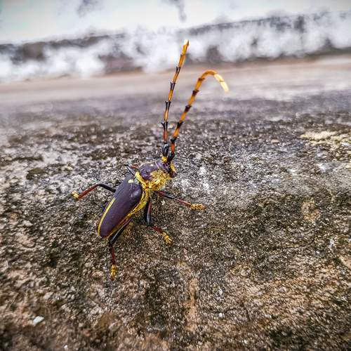 Dorcacerus barbatus.