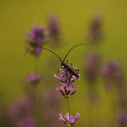 Photo #13411725