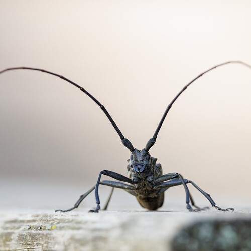 Фотография #13413157