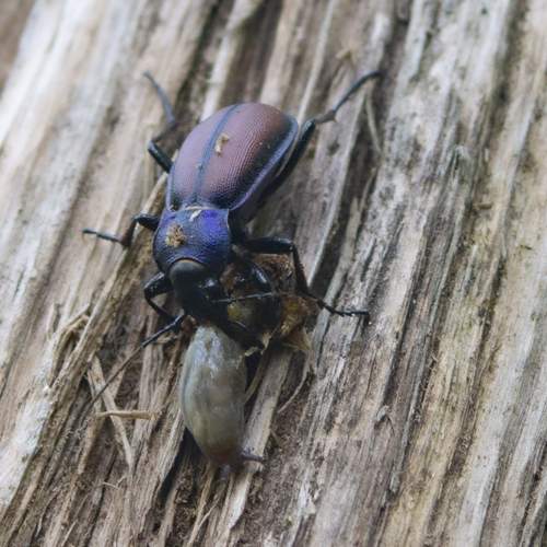 Photo #13413301