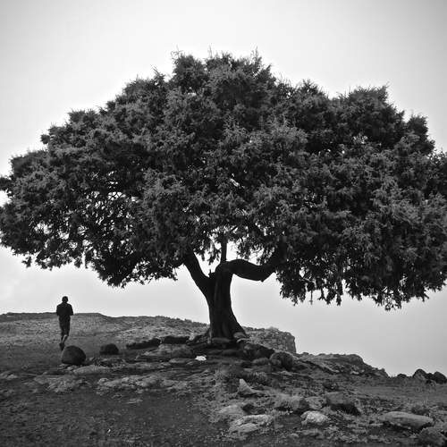 The last tree on Earth