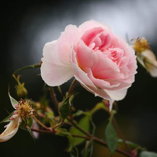 Photo #13414365
