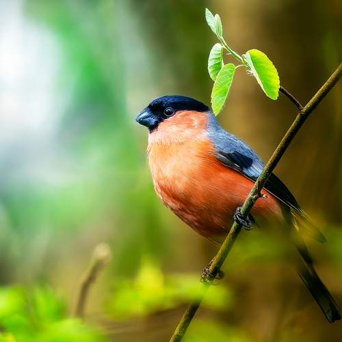Майский снегирь