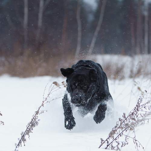 Photo #13415206