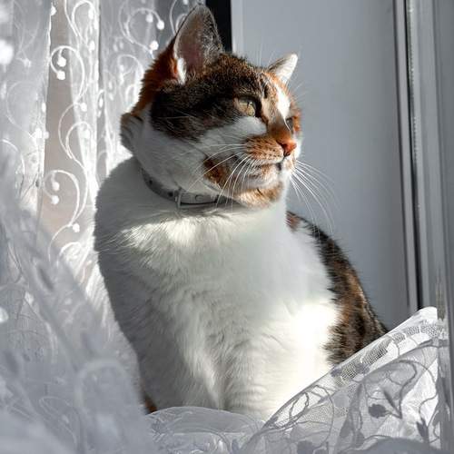 Тигрица, которая львица
