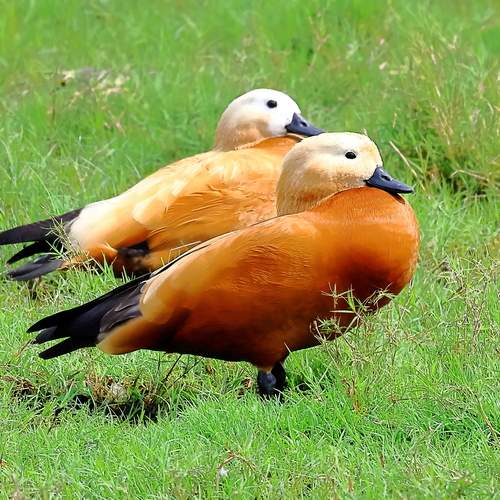 A Pair of Ruddy Shelduck Birds