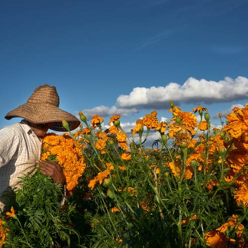 cortador de cempasuchil