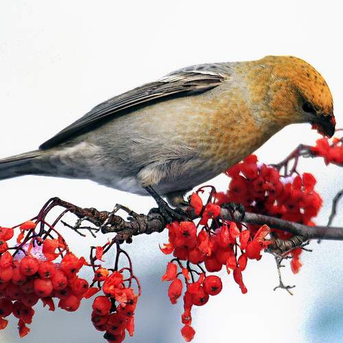 Фотография #13416607