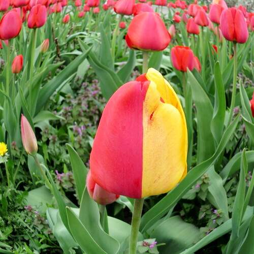 Двухцветный тюльпан