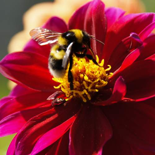 Фотография #13416980