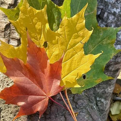 Photo #13417301
