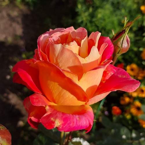 Фотография #13417762