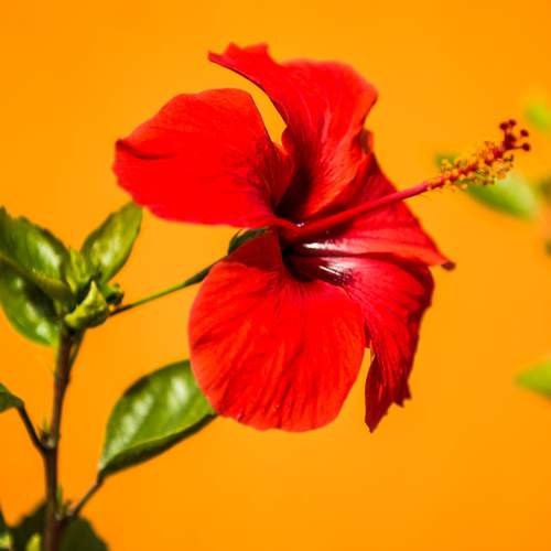 Фотография #13417828