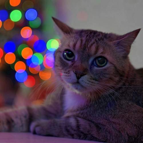 Photo #13418415