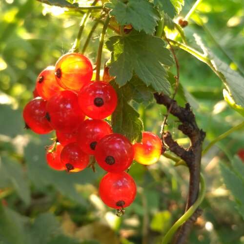 Фотография #13419581