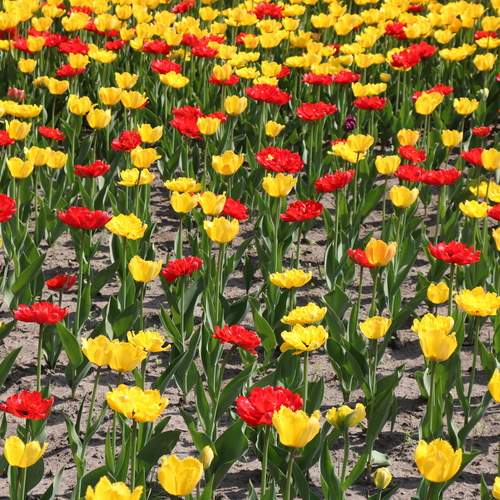 Красные и жёлтые тюльпаны