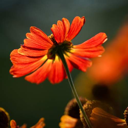 Photo #13420235