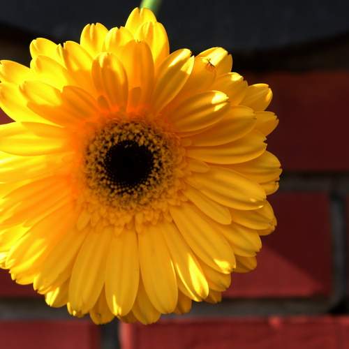 На красном фоне