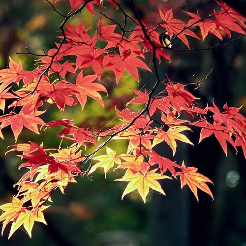 Photo #13420760