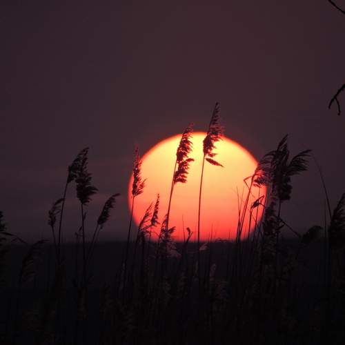 Photo #13420776