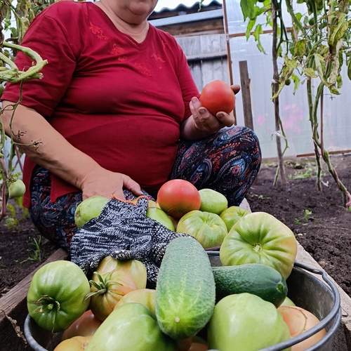 Тепличный урожай