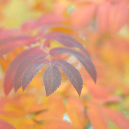 Photo #13421202