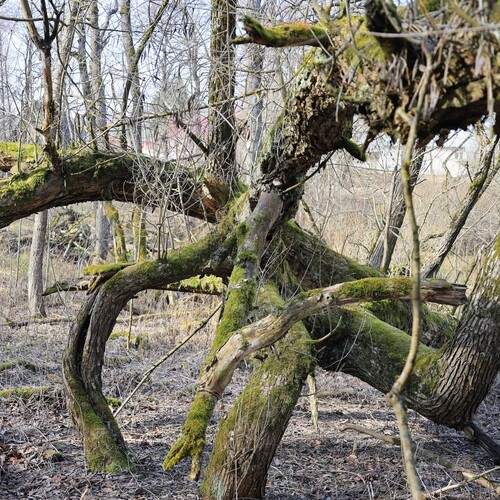 Photo #13421768