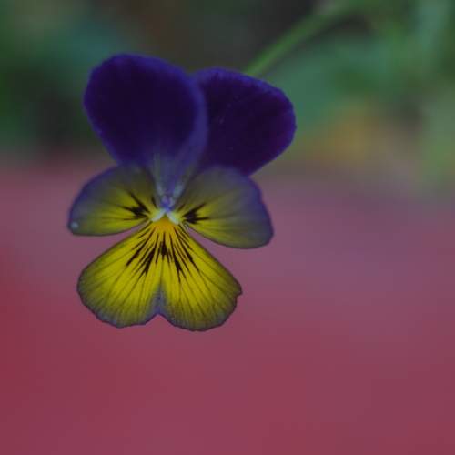 Фотография #13423005