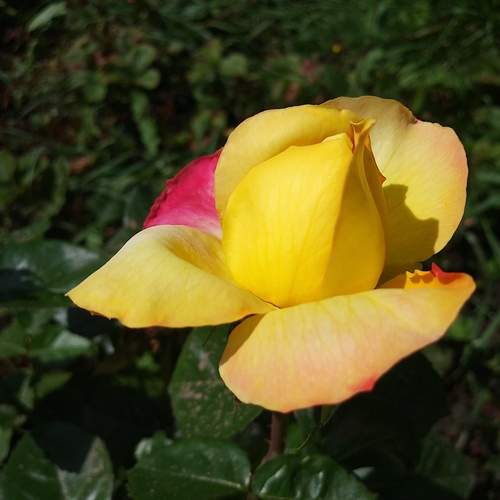 Photo #13424338