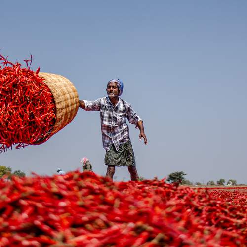 Chilies - Indian Chili farming