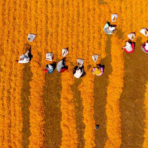 Chilies - Indian Chili farming