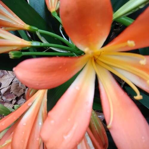 CLIVIA.